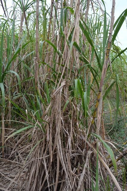 Figure 2. As the leaf scald pathogen progresses, it causes necrosis of entire leaves and death of the sugarcane stalk.