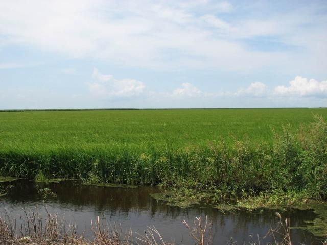 Figure 4. Soil insecticides are generally not needed after rice crops because of the extended flooding.