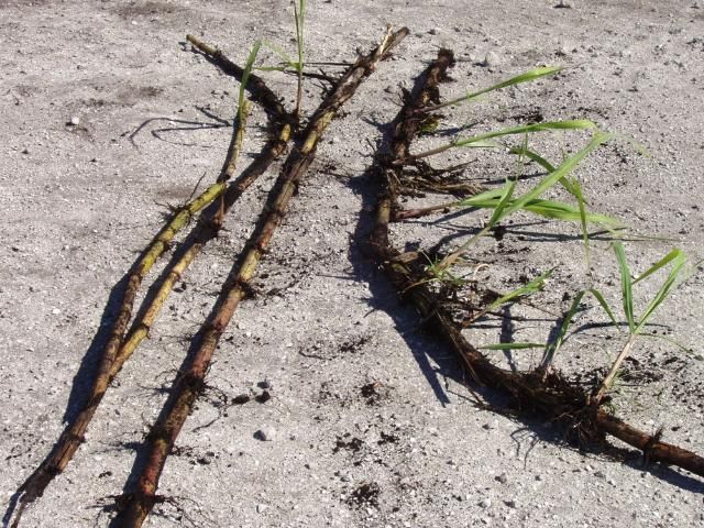 Figure 2. Sugarcane stalks on left show wireworm damage to germinating buds versus the stalk on right protected with a soil insecticide.