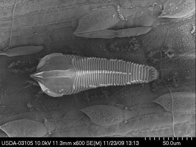 Figure 16. Female sugarcane rust mite on the undersurface of a sugarcane leaf (low temperature scanning electron microscopy).
