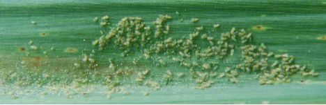 Figure 9. Spider mites on a sugarcane leaf.