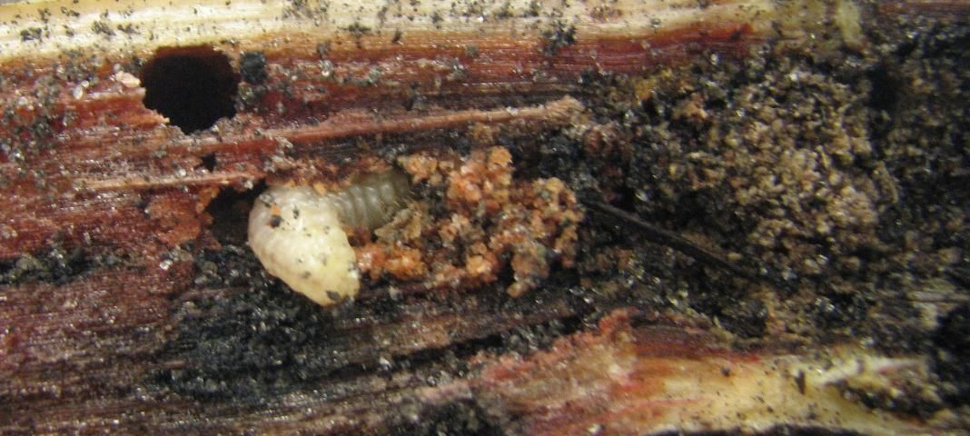 Figure 4. Diaprepes root weevil larva in sugarcane seed piece.