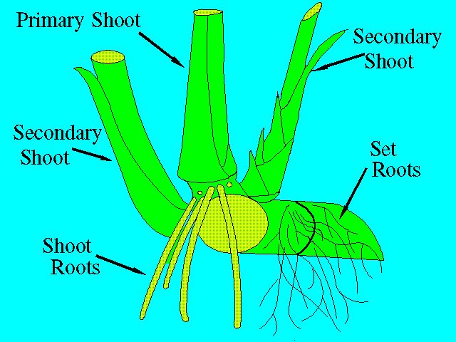 Figure 4. Set and shoot roots.