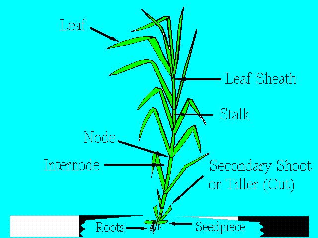 Figure 1. The sugarcane plant.