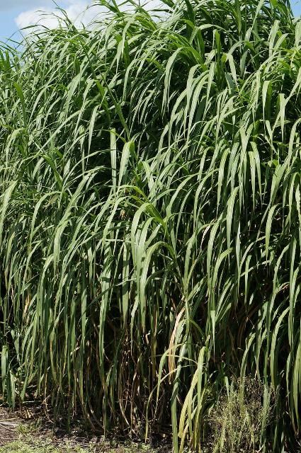 Figure 1. Mature napiergrass plant growing near a sugarcane field.