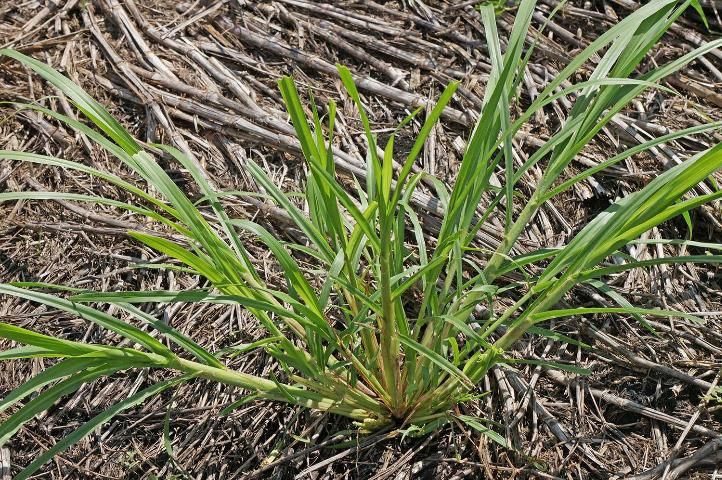 Figure 4. Napiergrass growing in a ratoon sugarcane field.