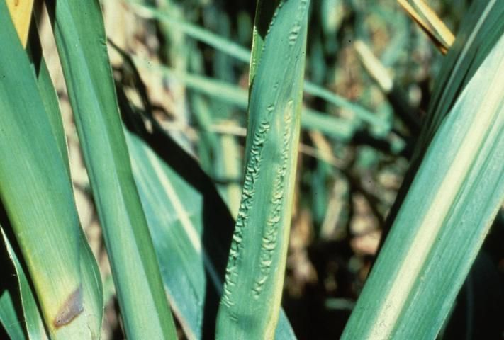 Figure 4. Boron-deficient plants have distorted leaves, particularly along the leaf margins on immature leaves. Immature leaves may not unfurl from the whorl when B deficiency is severe.