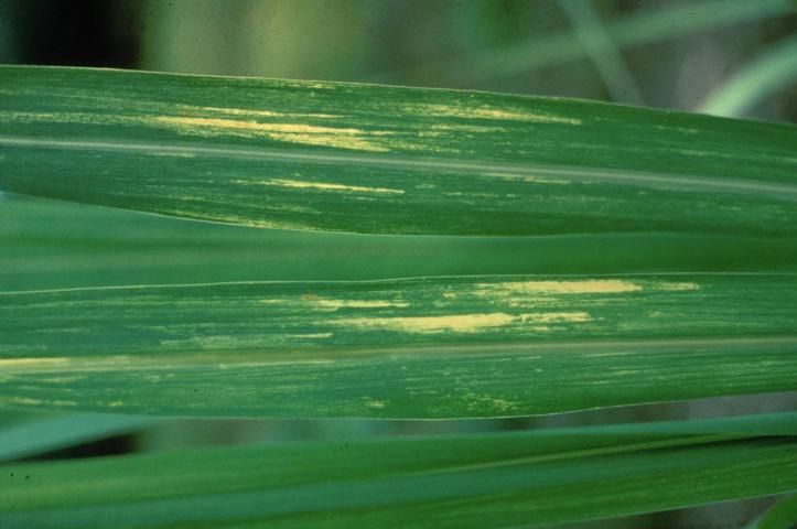 Figure 24. Molybdenum deficiency is seen on older leaves. Short longitudinal chlorotic streaks on the apical one-third of the leaf. Symptoms are similar to mild infections of Pokkah Boeng disease (https://edis.ifas.ufl.edu/sc004).