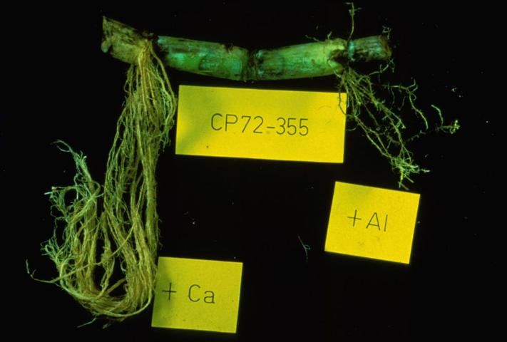 Figure 2. Calcium added to the soil helps to alleviate the effects of Al toxicity, particularly if accompanied by an appropriate pH increase.