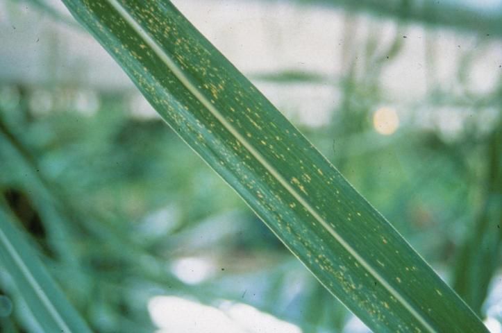 Figure 36. Silicon deficiency symptoms of cane grown on sand media under drip-irrigation. In the field, symptoms appear as minute circular white leaf spots (freckles) and are more severe on older leaves.