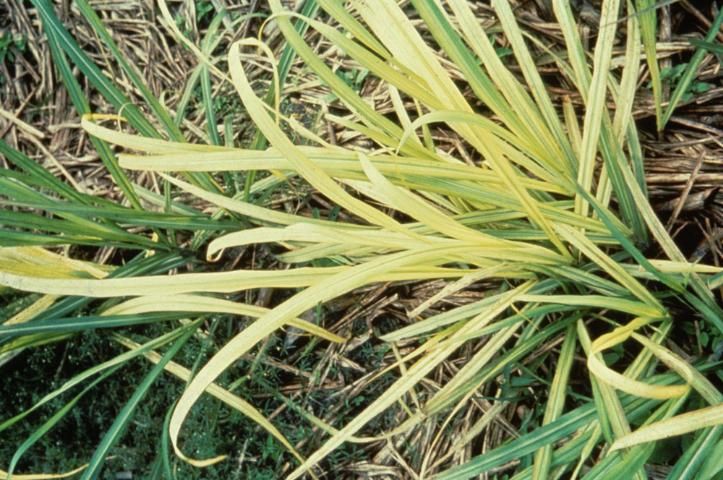 Figure 17. Iron deficiency occurs on high pH calcareous soils found in Brazil.
