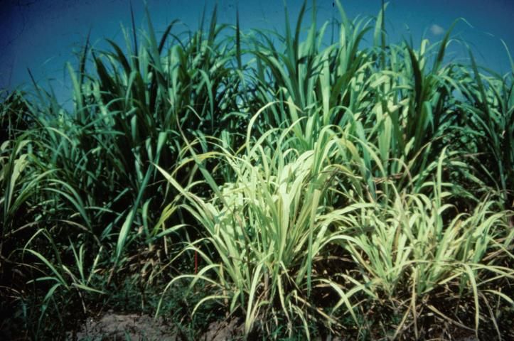 Figure 18. On high pH calcareous soils found in Barbados, Fe deficiency is found adjacent to healthy maturing cane plants. Damage to the root system due to insects or adverse soil conditions (i.e., salts) give this deficiency unusual spatial characteristics.