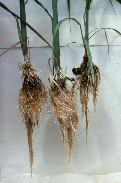 Figure 11. Chlorine deficiency and toxicity are hard to identify in the field. Chlorine deficiency causes abnormally short roots and increases the number of lateral roots. Chlorine toxicity will also cause abnormally short roots with very little lateral branching (from left to right: 0, 1, and 100 ppm Cl). Neither Cl deficiency nor toxicity are likely in commercially-grown sugarcane in Florida.
