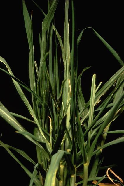 Figure 7. In cases of severe B deficiency, young sugarcane plants tend to be brittle and bunched with many tillers.