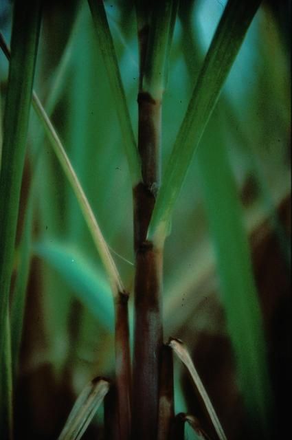 Figure 29. Phosphorus deficiency causes short and slender stalks. Older leaves prematurely die back (note leaf sheaths).