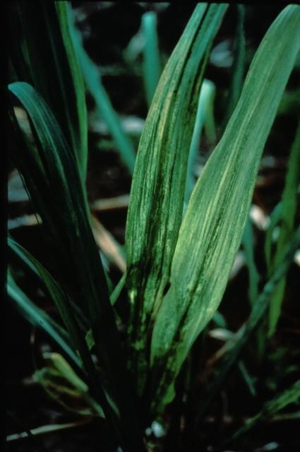 Figure 37. Young leaves affected by SO2 toxicity. Symptoms are mottled chlorotic streaks running the full length of the leaf blade. Toxicity occurs in active volcanic regions of the world.