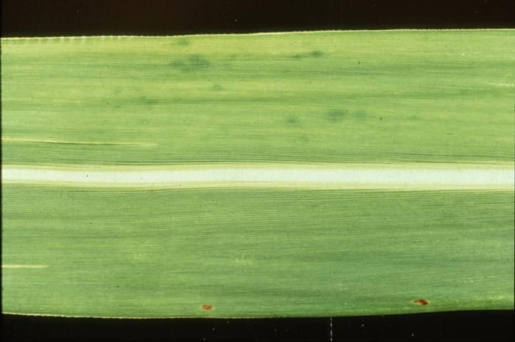 Figure 13. Copper deficiency generally appears first in young leaves. Green splotches are an early symptom.