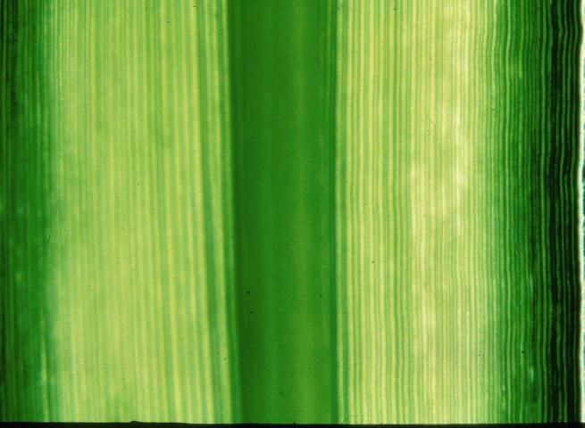 Figure 41. Zinc deficiency is first evident on the younger leaves. A broad band of yellowing in the leaf margin occurs. The midrib and leaf margins remain green except when the deficiency is severe.