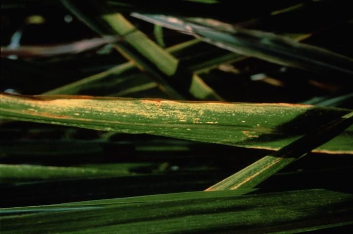 Figure 38. Leaf tips and margins may become necrotic within 3–7 days after SO2 exposure.