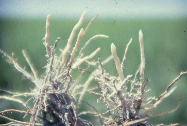Figure 1. Aluminum toxicity does not directly show up on the leaves, but in the root system. Damage to the root system by Al toxicity resembles injury symptoms caused by nematodes. Few lateral roots form and those roots that are present have abnormally thickened tips. Plants become highly susceptible to moisture stress. On acid soils, land-forming operations or erosion can expose acid subsoils. Aluminum toxicity might be found with soil pH less than 5.2 and can be alleviated by liming, which increases soil pH and adds calcium.