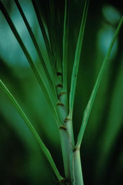 Figure 32. Under moderate K deficiency, young leaves remain dark green and stalks become slender.