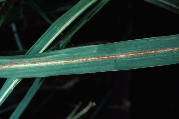 Figure 31. Red discoloration of upper surfaces of the midrib is characteristic of K deficiency. Insect feeding damage on the midrib may be misconstrued as K deficiency.