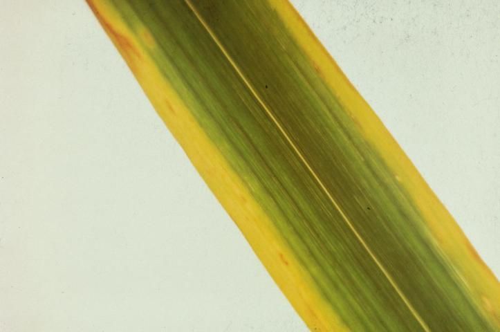 Figure 8. Leaf margins become chlorotic with B toxicity.