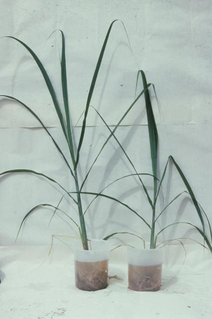 Figure 12. Chlorine deficiency and toxicity in young leaves (from left to right: 0 and 100 ppm Cl).