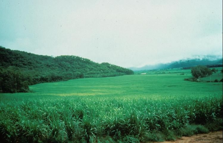 Figure 43. The severity of Zn deficiency can be highly variable. Symptoms are increased with liming and when low Zn subsoils are exposed to the surface.