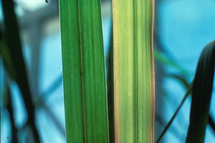 Figure 39. Sulfur-deficient leaf (right), with symptoms of chlorosis and purple leaf margins contrasted with a healthy leaf (left) treated with ammonium sulfate.