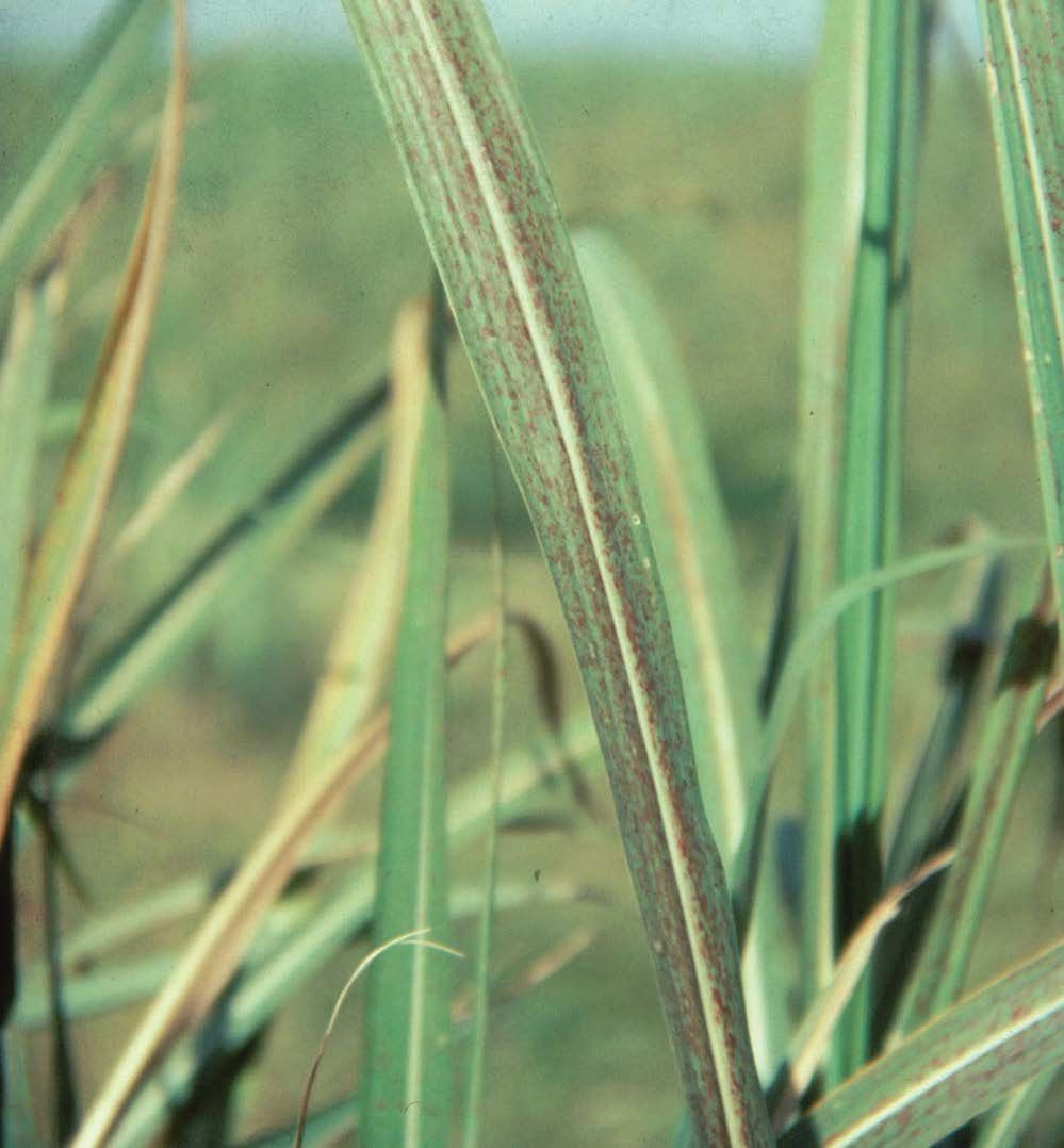 Magnesium deficiency is first evident on older leaves. Red necrotic lesions result in a “rusty” appearance.