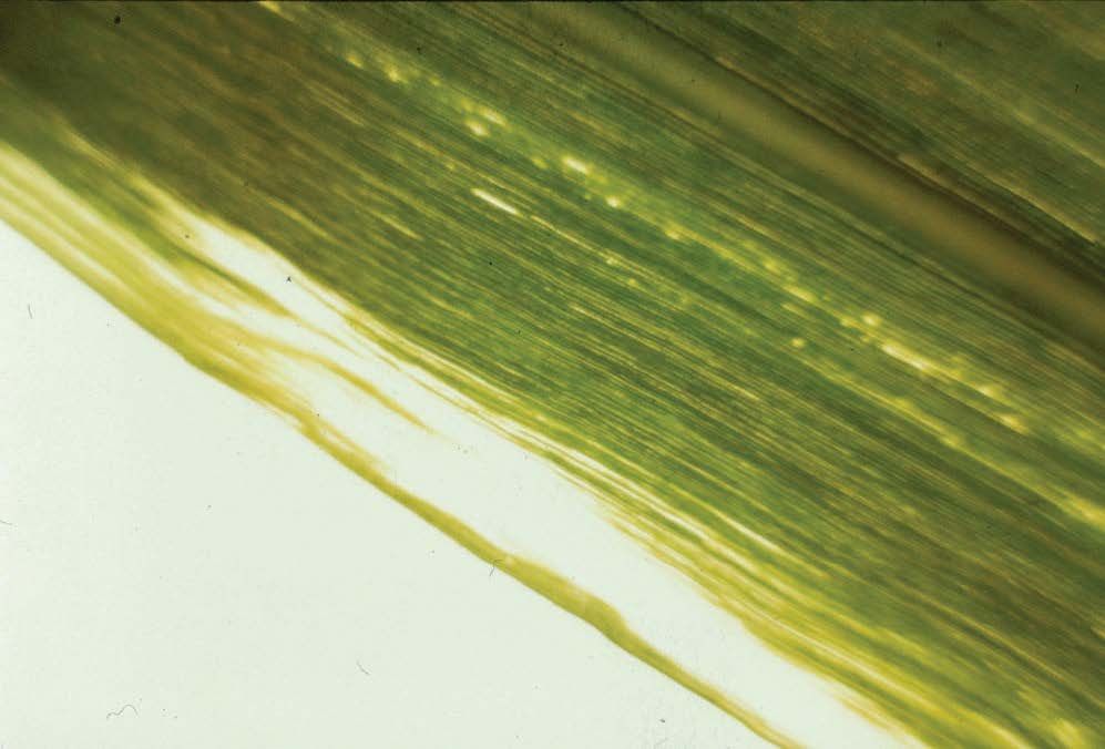 Translucent lesions (“water sacks”) along leaf margins may occur as B deficiency progresses.