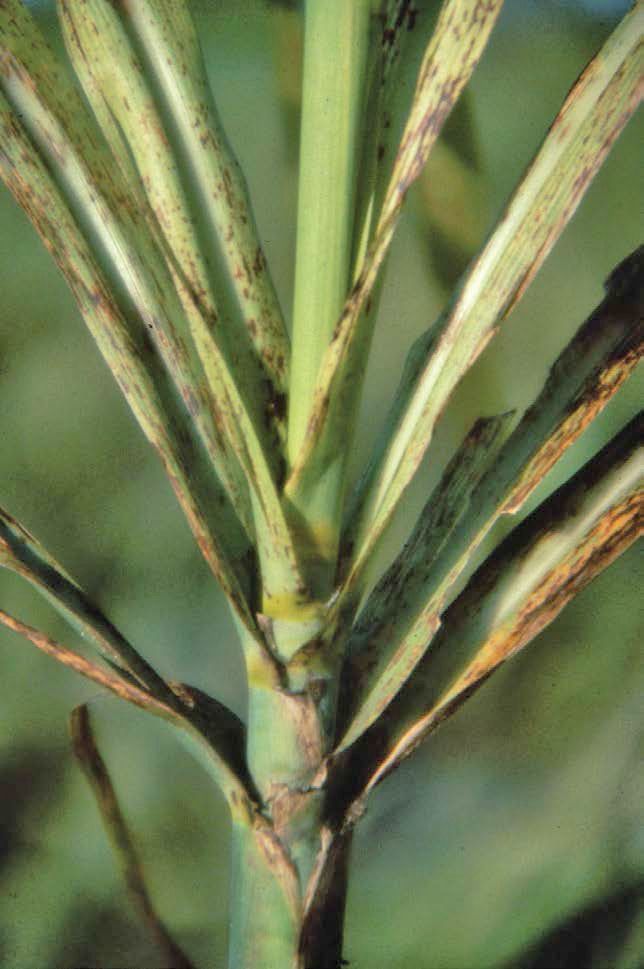Under severe Mg deficiency, the stalk may become stunted and severely “rusted” and brown. Internal browning of the stalk may also occur.