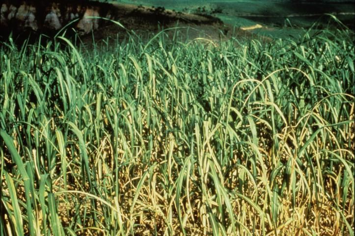 Figure 15. General vigor and tillering are reduced under Cu deficiency.