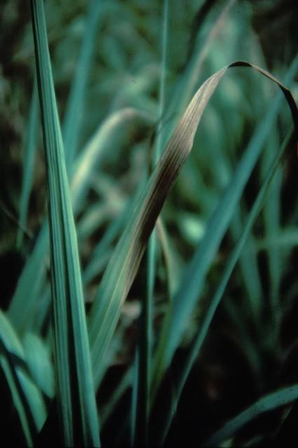 Figure 34. High concentration of Na+ in the soil and resulting accumulation in the plant adversely affects root and shoot growth. Leaf tips and margins will dry out and have a scorched appearance. Excessive Na levels in soil or plants would not be expected in commercial sugarcane growing areas in Florida.