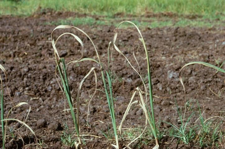 Figure 10. Spindles often become necrotic at the leaf tip and along margins when Ca deficiency is acute. Immature leaves are distorted and necrotic. However, Ca deficiency is uncommon.
