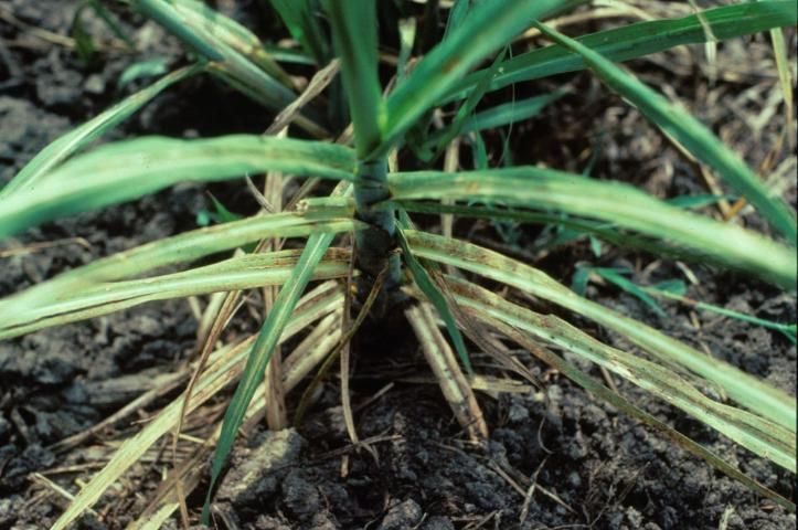 Figure 14. Apical meristems remain alive, but internode elongation will be greatly reduced when Cu deficiency is severe.