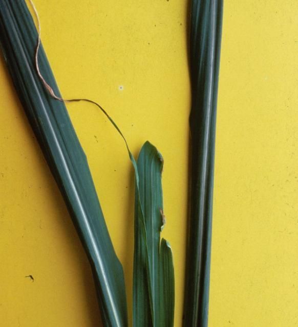 Figure 5. In B deficiency, the apical meristem may die.