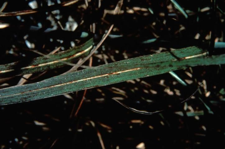 Figure 30. Older leaves first show symptoms of K deficiency. The symptoms appear as localized mottling or chlorosis.