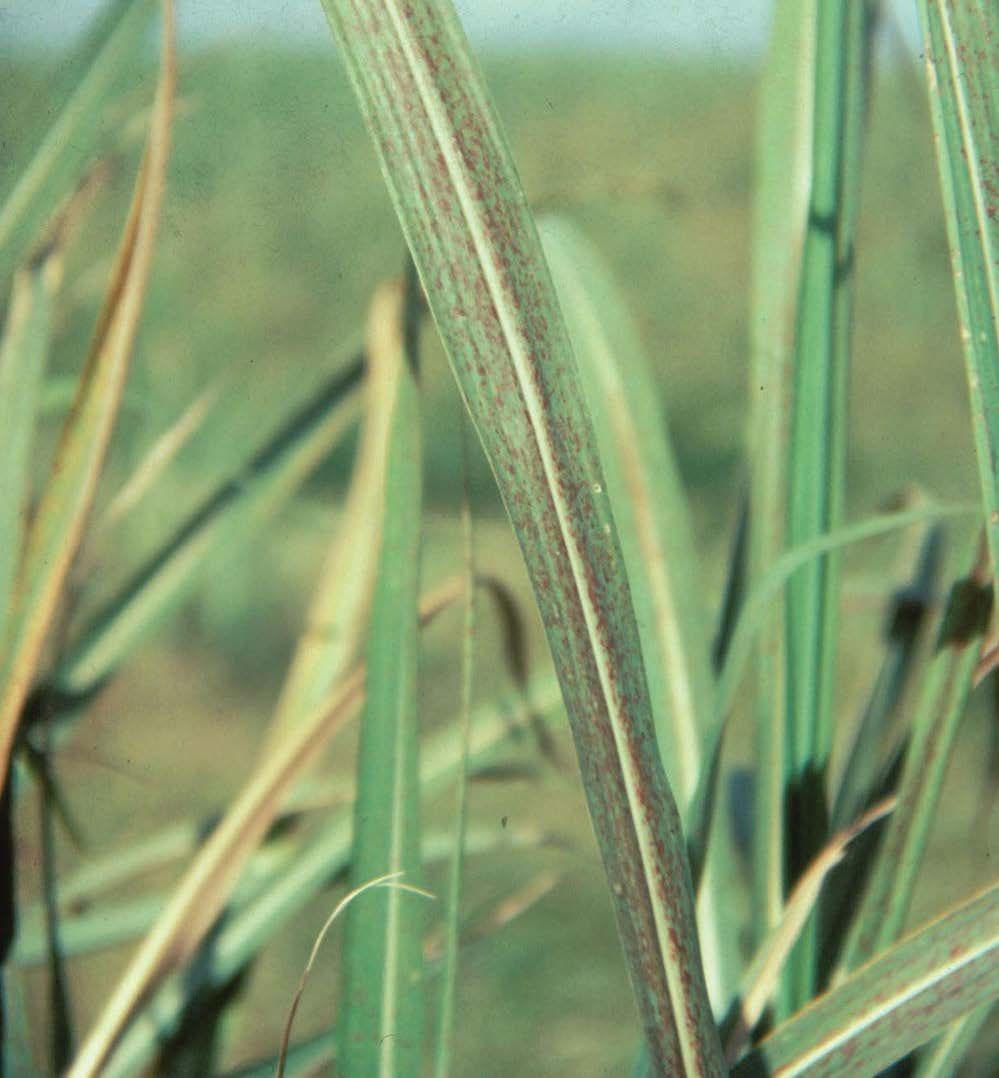 Magnesium deficiency is first evident on older leaves. Red necrotic lesions result in a “rusty” appearance.