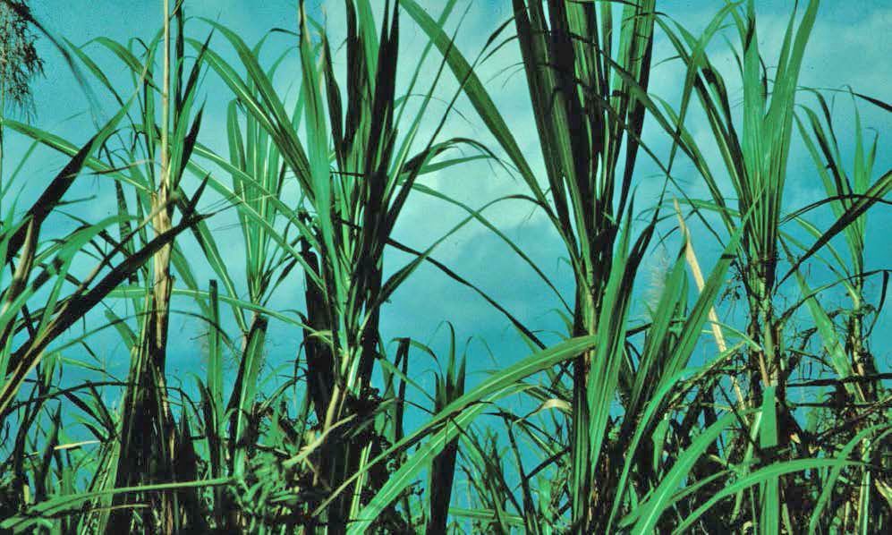 Long-term K deficiency stress may affect meristem development indicated by spindle distortion and a “bunched top” or “fan” appearance.