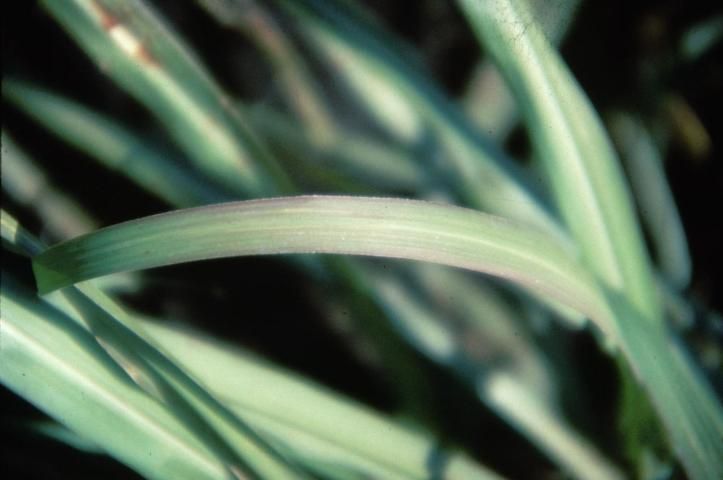 Figure 28. Older leaves first show symptoms of P deficiency. Leaf reddening usually occurs with P deficiency when the plant is young and when growing temperatures are <10°C (50°F).