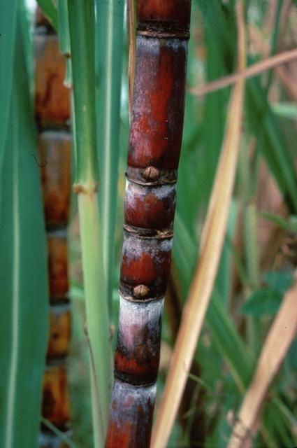 Figure 26. Internode growth is reduced with N deficiency.