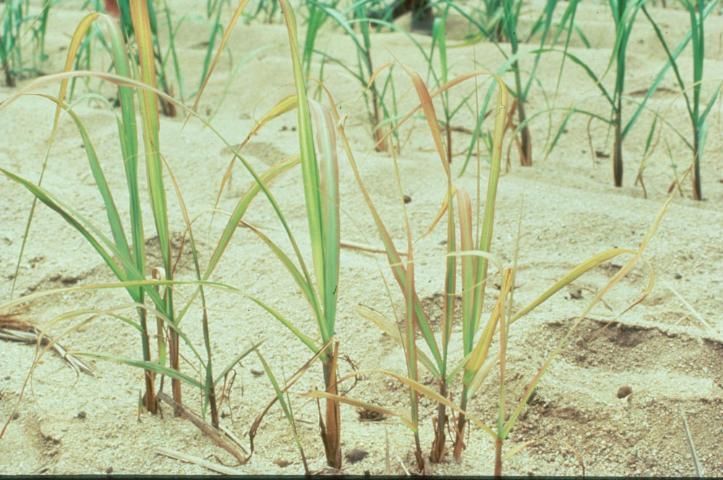 Figure 40. Sulfur deficiency in a sandy soil in North Queensland, Australia. Leaves are narrower and shorter than normal; stalks are slender.