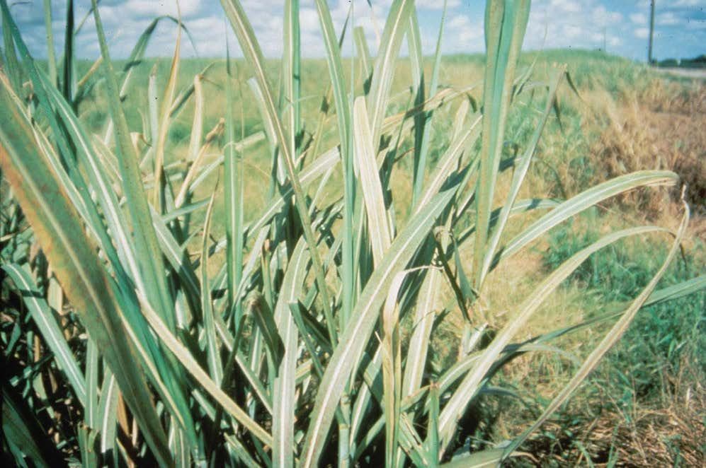 The “rusty” appearance can spread across all leaves and may also result in premature dropping of older leaves.
