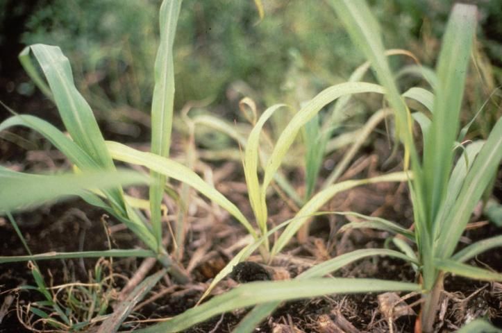 Figure 16. Iron deficiency is first evident on young leaves. Symptoms of Fe deficiency often occur adjacent to unaffected plants. Young plants may overcome symptoms as the plant matures and the root system develops.