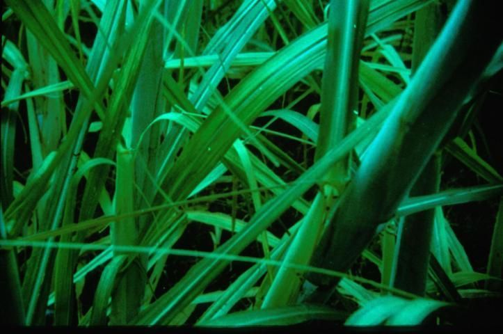 Figure 27. With N deficiency, leaf sheaths prematurely separate from the stalk. Note pale-green to yellow color.
