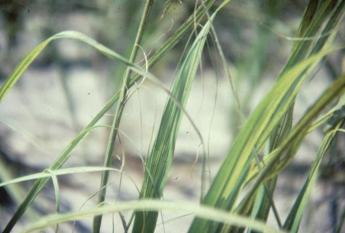 Figure 3. The symptoms of B deficiency appear on young leaves of sugarcane. Apical meristem may or may not remain alive. Immature leaves have varying degrees of chlorosis, but they do not wilt.