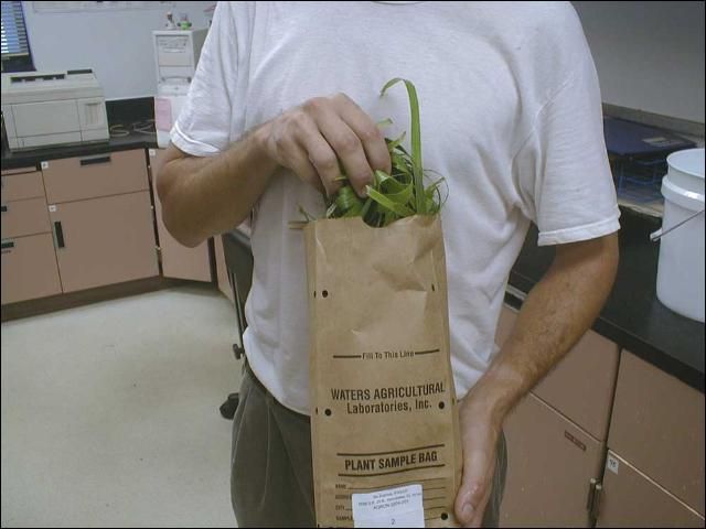 Figure 5. Place rinsed leaf blade samples in sample bags and put in a drying oven.