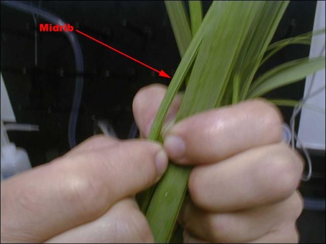 Figure 3. Removing the midrib from the leaf blade is a standard practice for sugarcane foliar analysis.
